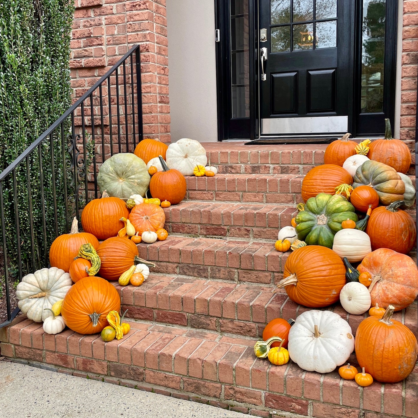 Medium Pumpkin Decorating Package